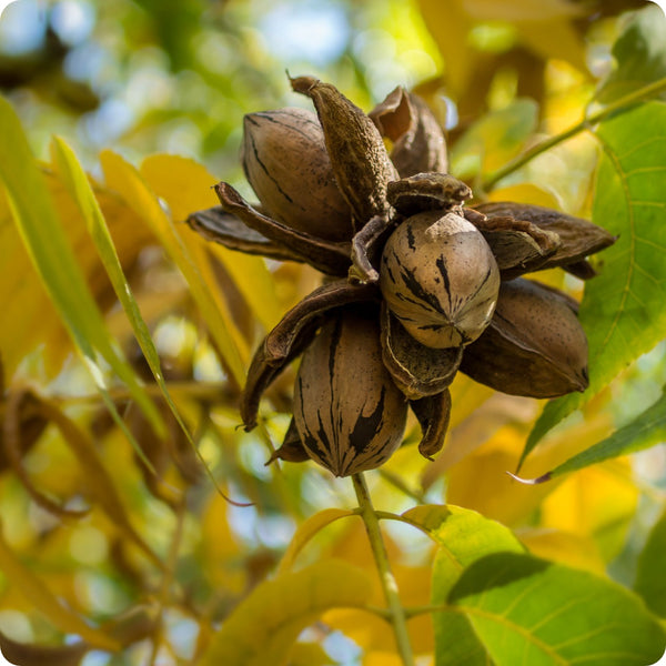 Northern Pecan (Carya illinoinensis) – Seeds