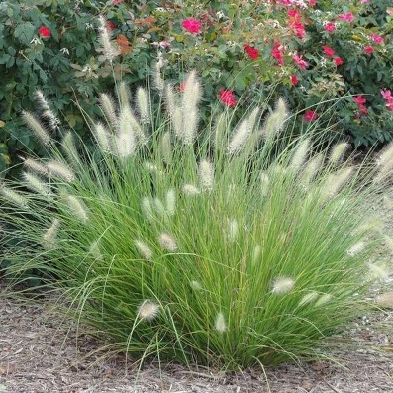 White Fountain Grass Pennisetum Villosum Ornamental Flower Seeds – 10 Pieces