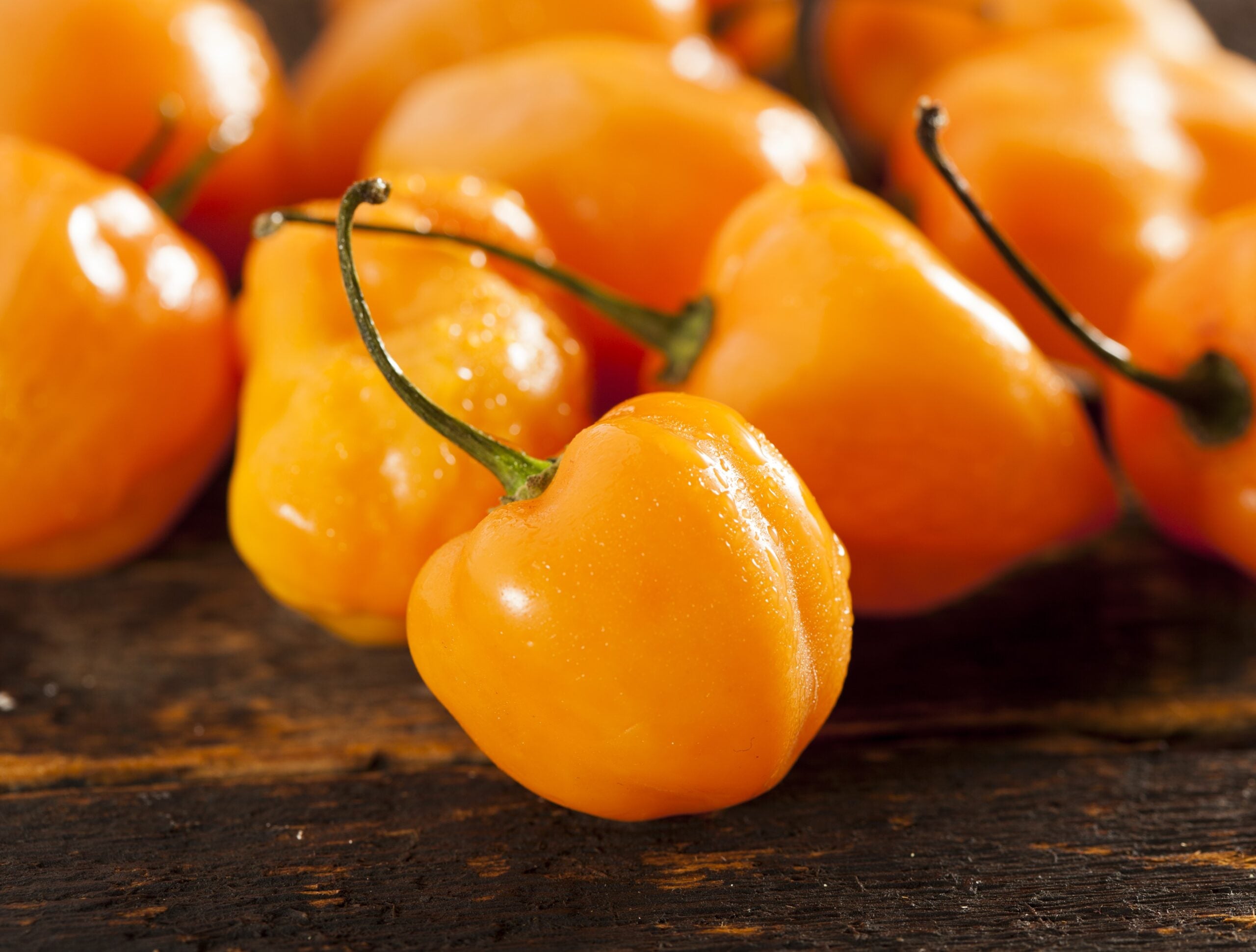 Hot Chilli Pepper 'Habanero Chocolate', A Detailed Guide to Planting and Growing Fiery Habanero Vegetable Seeds