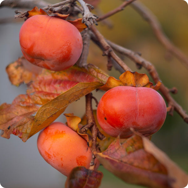 North American Persimmon (Diospyros virginiana) – Seeds