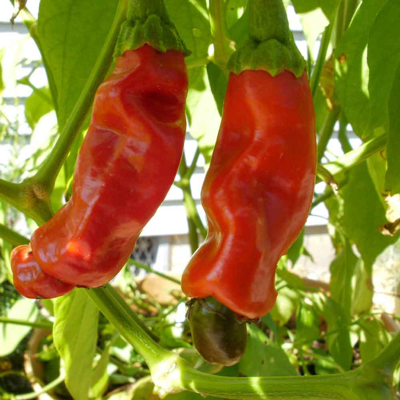 Peter Pepper Red Hot Pepper Seeds - Unique Variety for Planting and Growing at Home