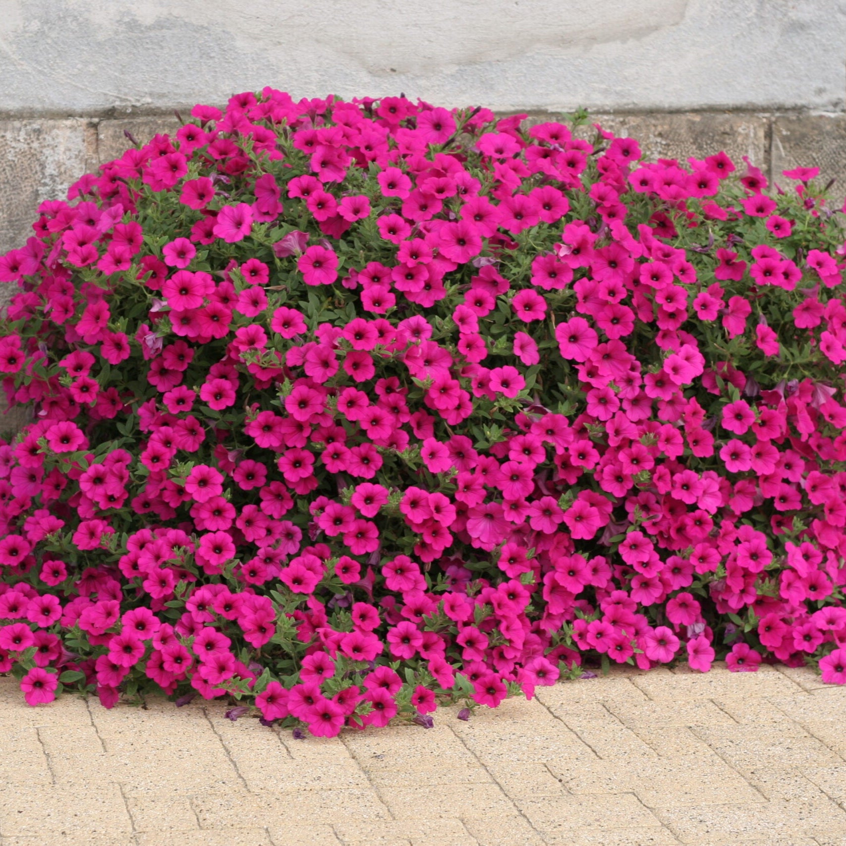 Purple Velvet Petunia Flower Seeds for Gardening And Planting