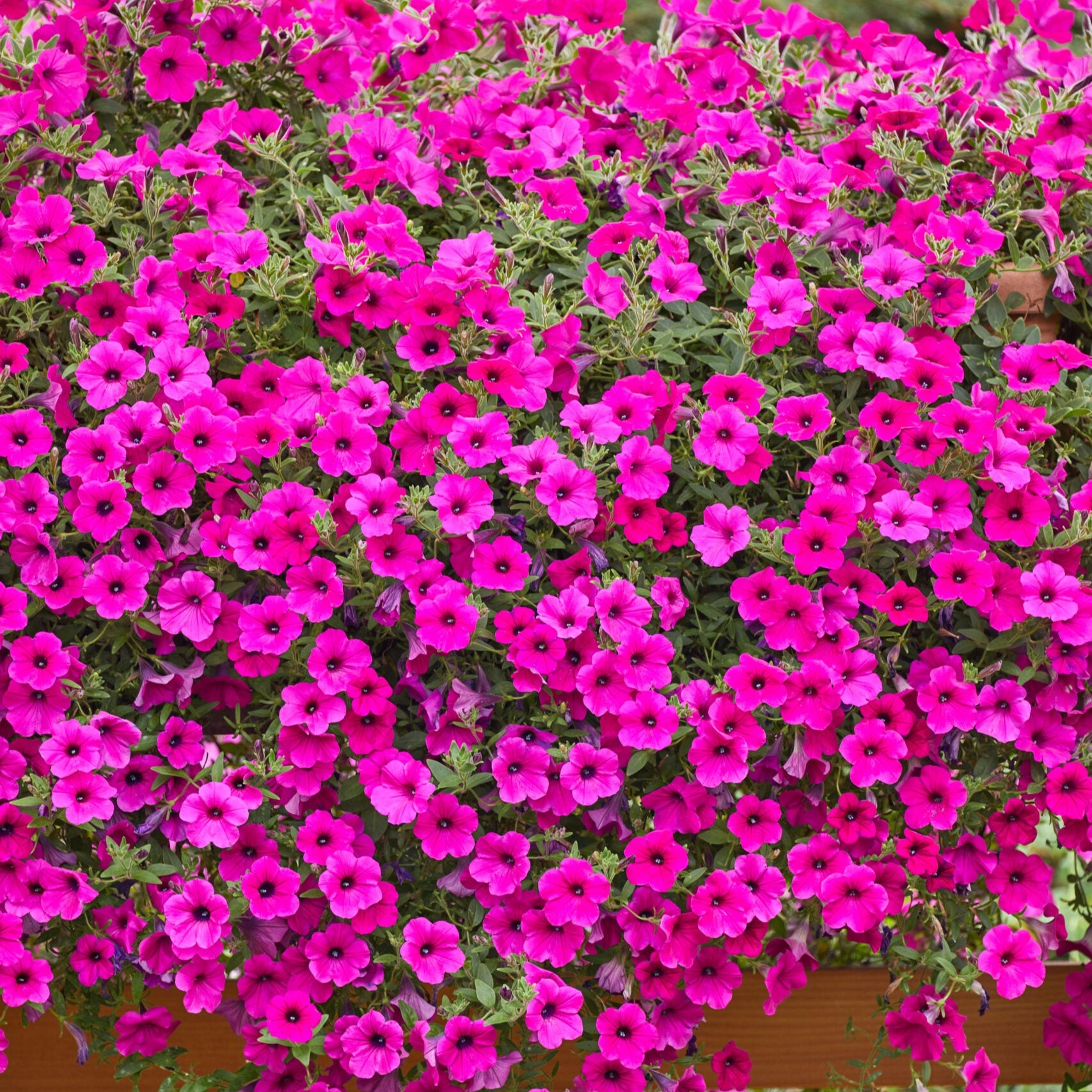 Purple Velvet Petunia Flower Seeds for Gardening And Planting