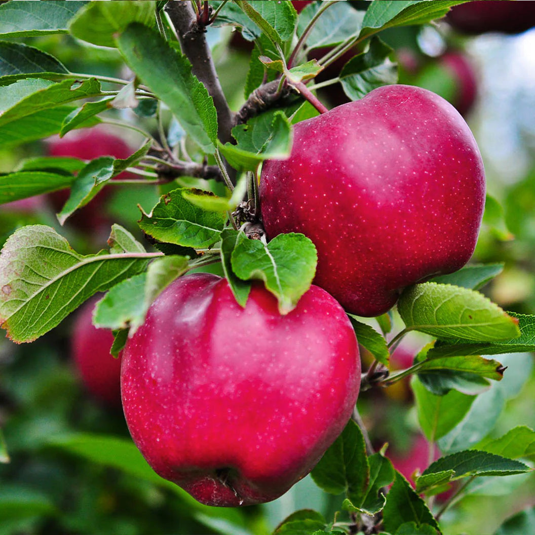 Pink Lady (Cripps Pink) Apple Seeds for Planting – Sweet-Tart & Crisp Apple Trees