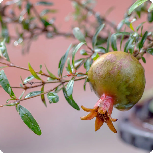 Dwarf Pomegranate Tree (Punica granatum 'Nana') – Seeds