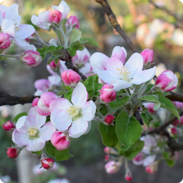 Prairie Crabapple (Malus ioensis) – Apple Seeds