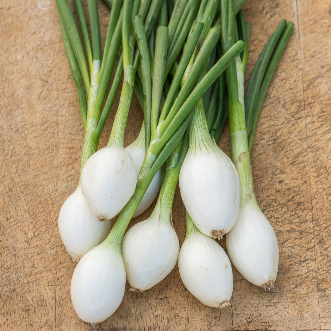 Zwiebelsamen „Paris Silverskin“ zum Anpflanzen. Werten Sie Ihren Garten mit knackigen, aromatischen Zwiebeln auf, die sich perfekt für kulinarische Kreationen eignen.