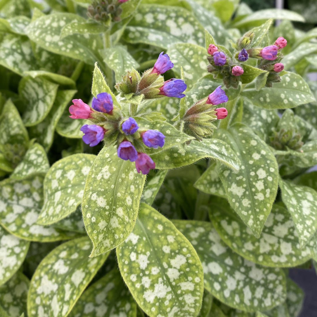 Graines de fleurs de Pulmonaria pulmonaire bleue, fleurs de jardin vibrantes, graines de plantes de Pulmonaria pulmonaire faciles à cultiver 