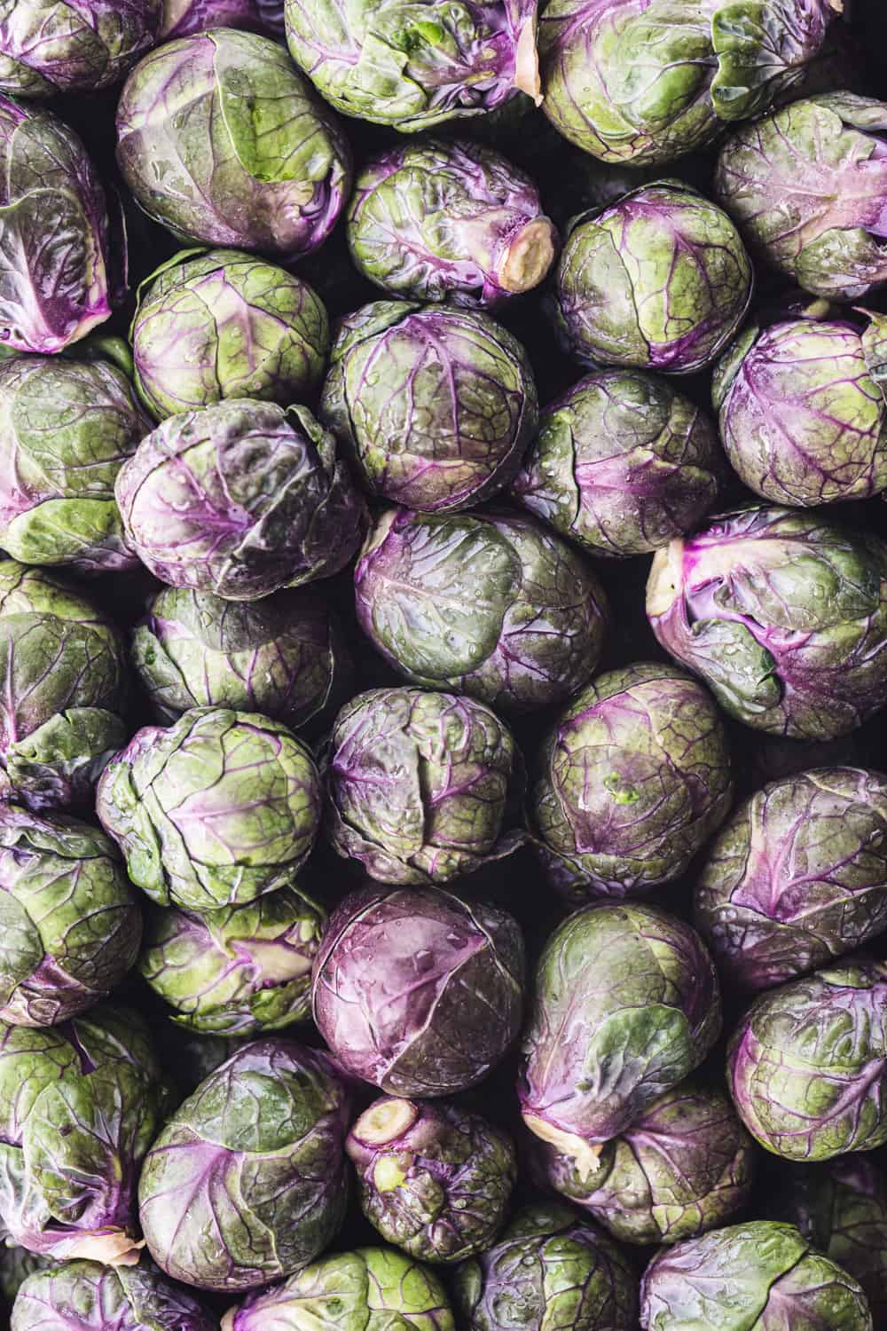 Heirloom Purple Red Brussels Sprout Seeds, Planting, 100 pcs