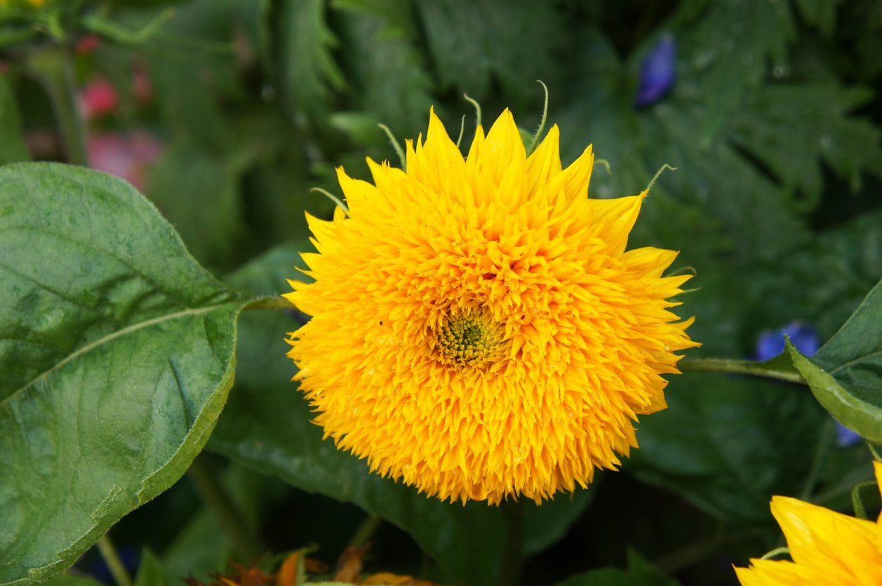 Teddy Bear Sunflower Seeds – Fluffy, Double-Petaled Blooms for Gardens & Bouquets