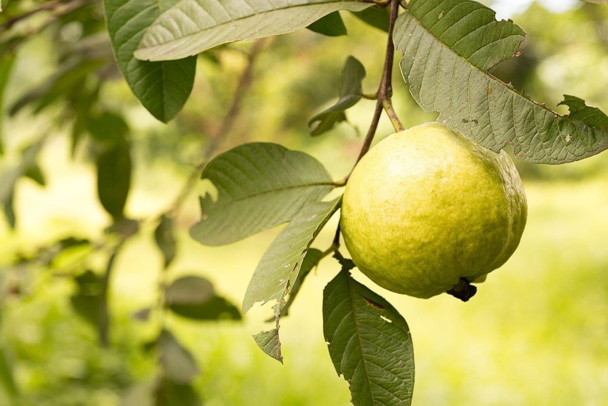 Tropical White Guava Seeds – Sweet & Fragrant Fruit for Planting