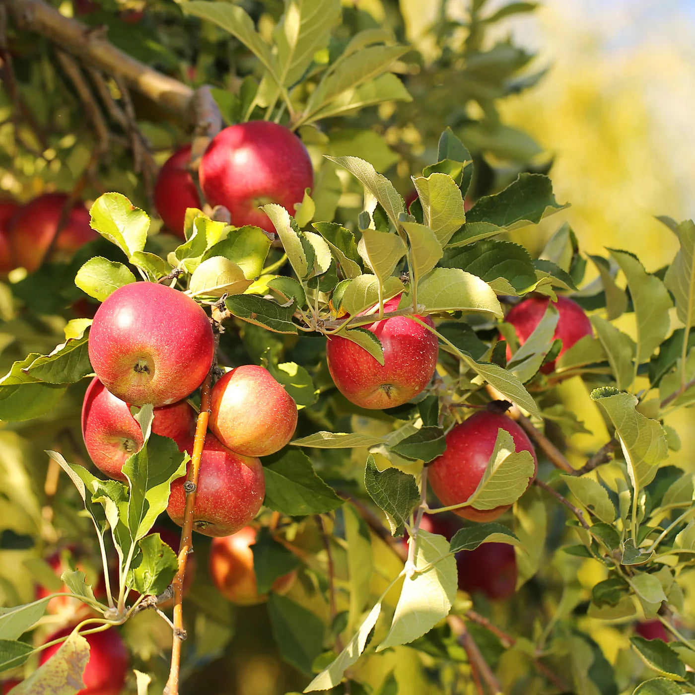 Jonathan Apple Seeds for Planting – Sweet & Tart Heirloom Apple Trees