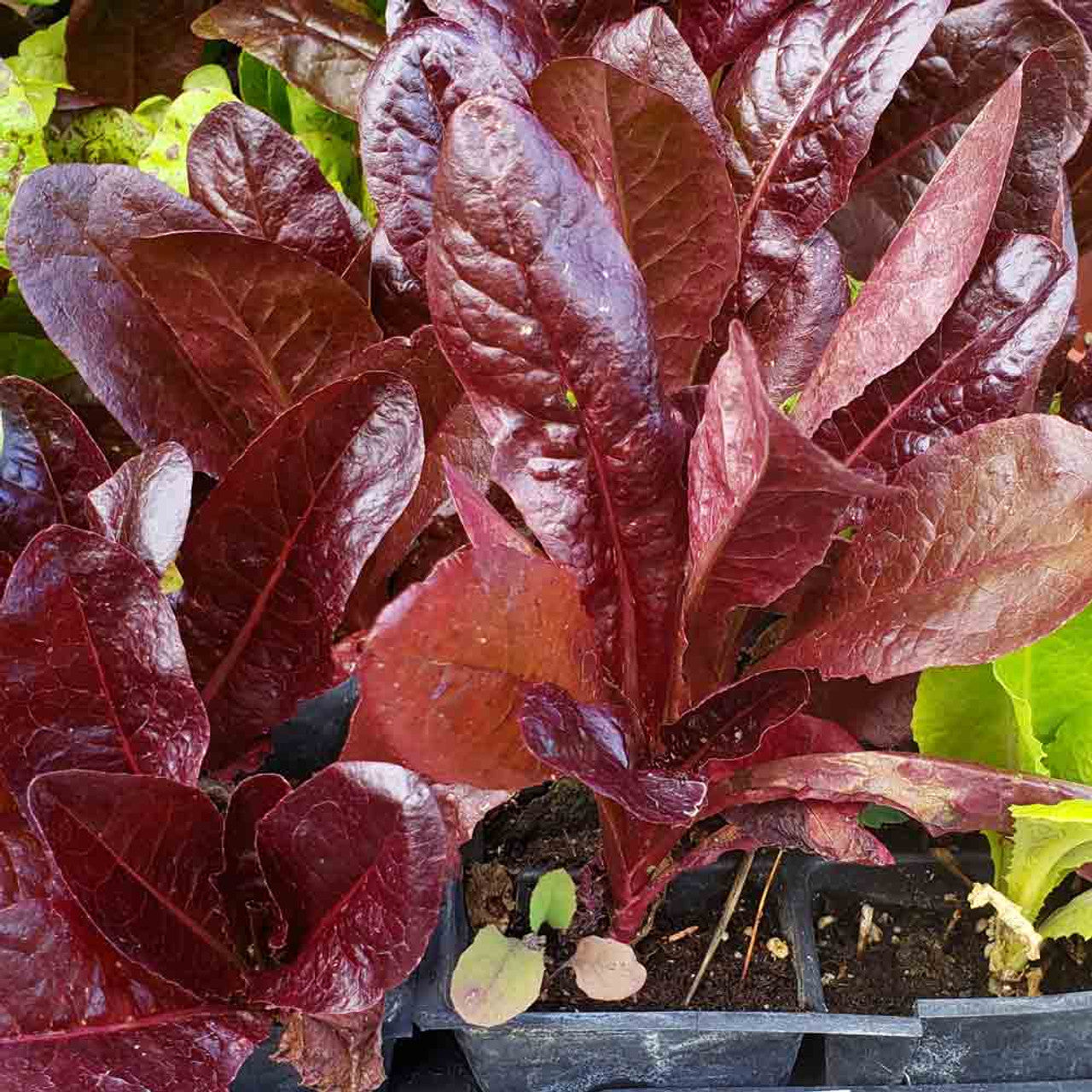 Red Cos Lettuce Seeds for Planting Nutrient-Rich Salad Leaves Transform Your Gardening with Fresh, Homegrown Greens