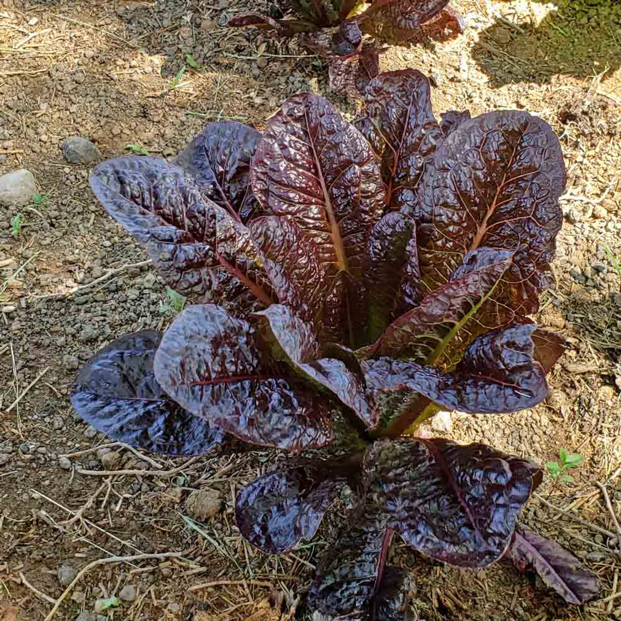 Red Cos Lettuce Seeds for Planting Nutrient-Rich Salad Leaves Transform Your Gardening with Fresh, Homegrown Greens