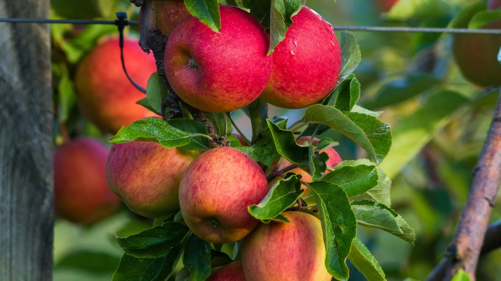 Gala Apple Seeds for Planting – Sweet & Crisp Fruit Tree Seeds