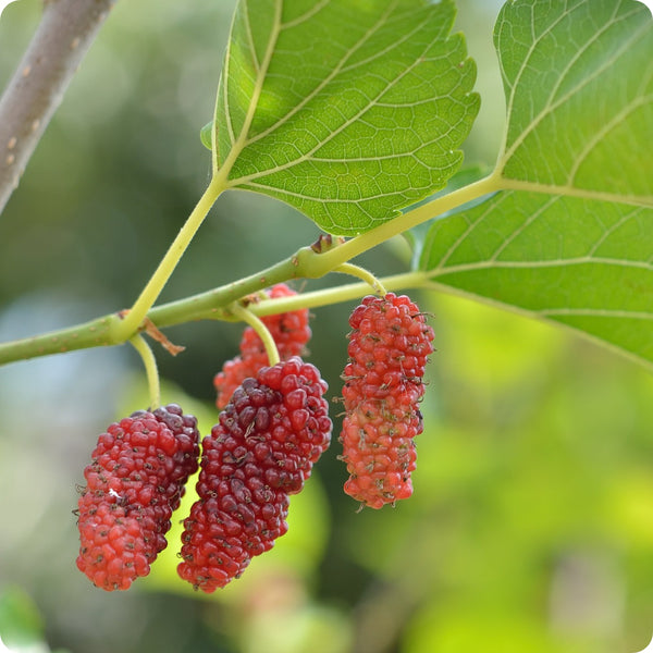 Red Mulberry Tree (Morus rubra) – Seeds