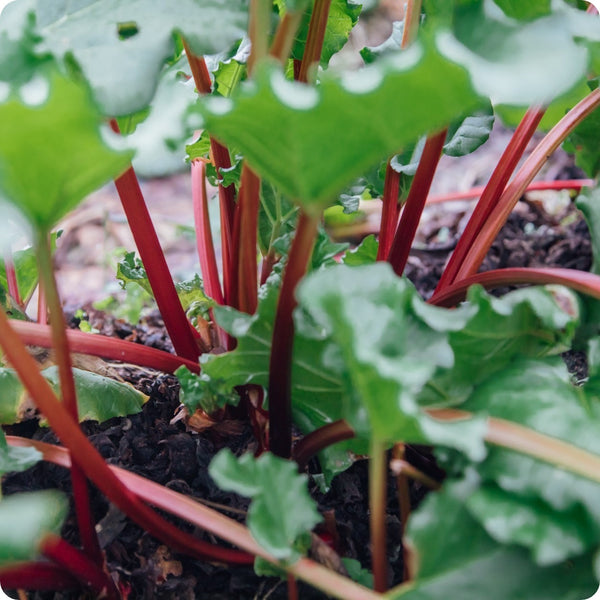 Victoria Rhubarb (Rheum x hybridum) – Seeds