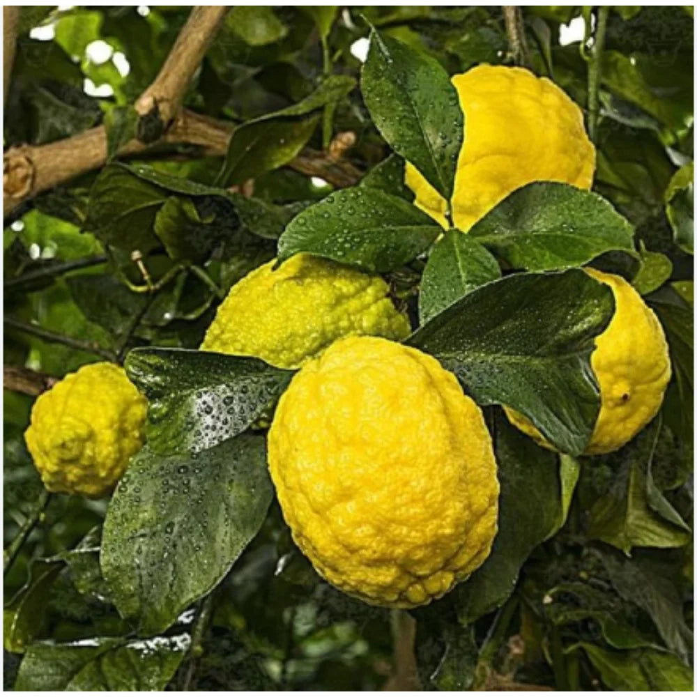 Rough Lemon Seeds for Planting – Grow Hardy Citrus Trees at Home