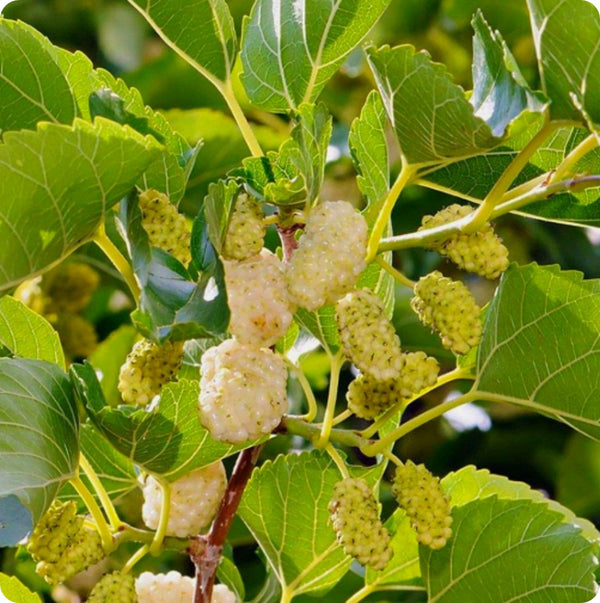 Russian Mulberry (Morus alba) – Seeds