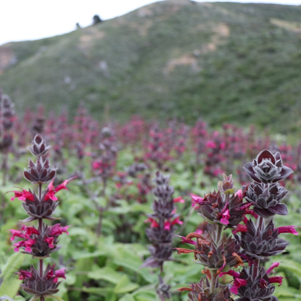 10 Pcs Salvia Spathacea Seeds  Hummingbird Sage  Perennial And Low Maintenance  Fragrant, Deer And Drought Resistant  Attracts Pollinators  Perfect for Beds, Borders And Outdoor Gardens