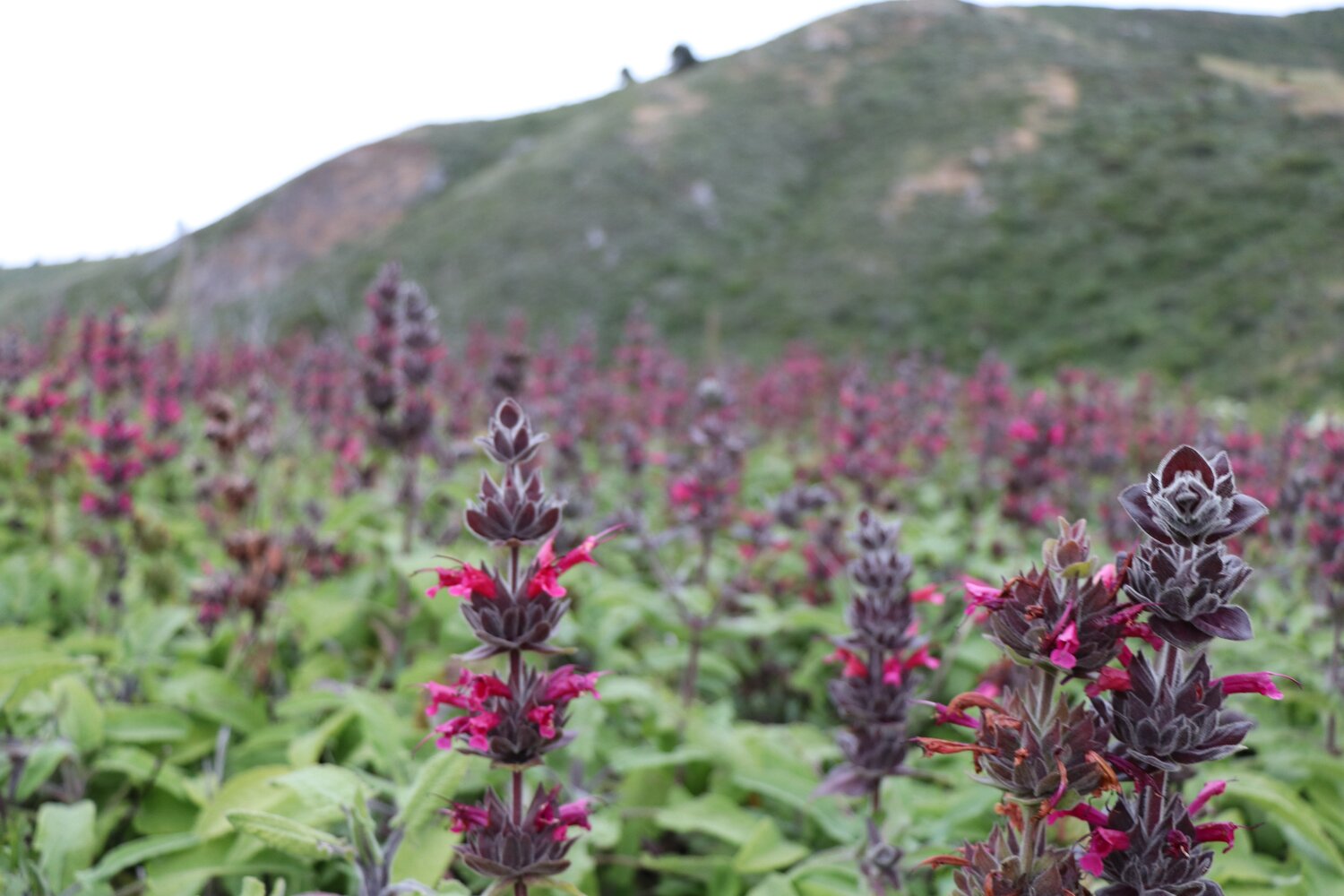 10 Stück Salvia Spathacea Samen | Kolibri-Salbei | Mehrjährig und pflegeleicht | Duftend, hirsch- und dürreresistent | Zieht Bestäuber an | Perfekt für Beete, Rabatten und Gärten im Freien