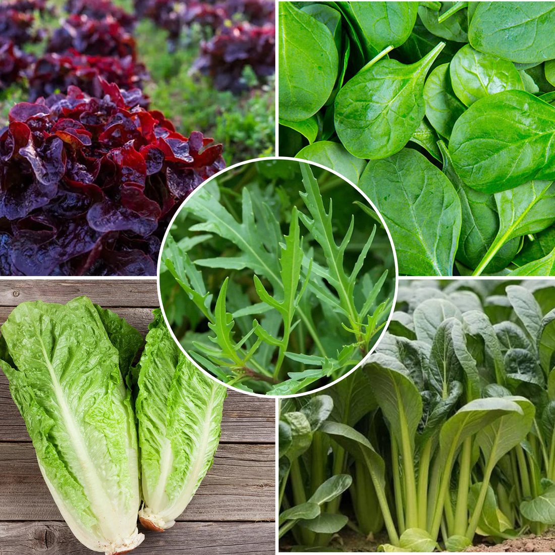 OrganicIndiaSeeds:Salad Garden Seed Kit