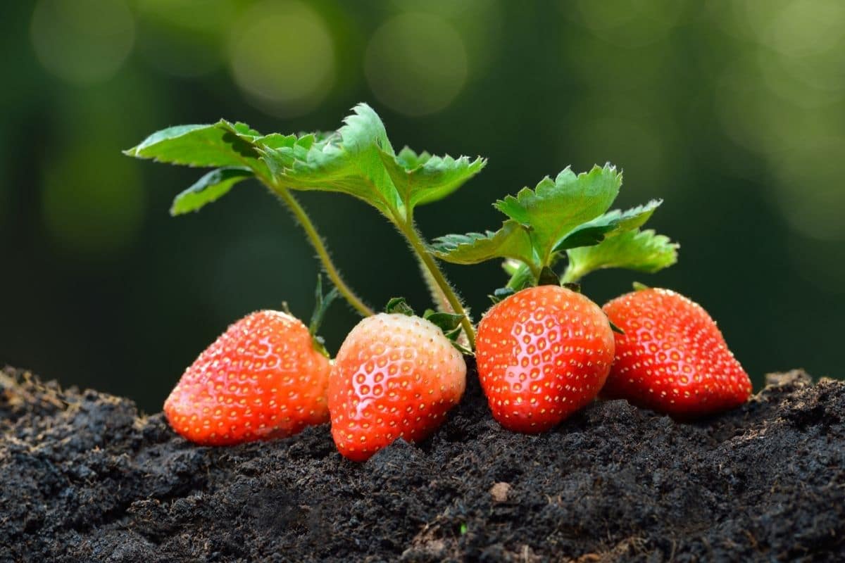 San Andreas Strawberry Seeds for Planting – Everbearing, Large & Sweet Berries