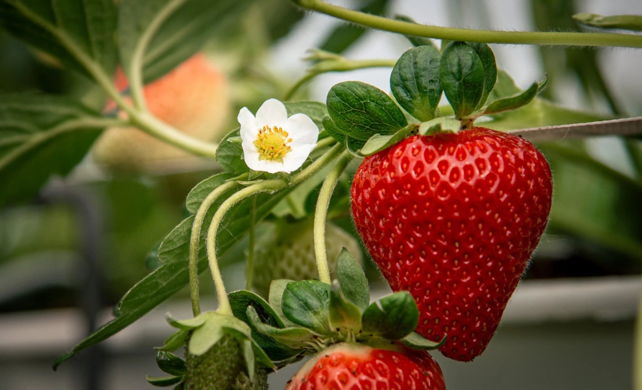 San Andreas Strawberry Seeds for Planting – Everbearing, Large & Sweet Berries