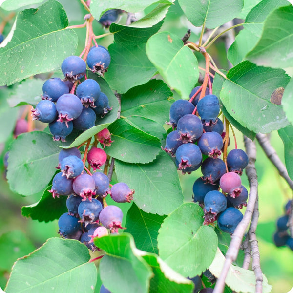 Saskatoon Berry (Amelanchier alnifolia) – Seeds