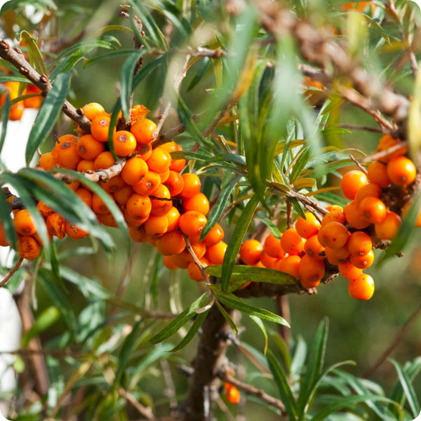 Seabuckthorn (Hippophae rhamnoides) – Seeds