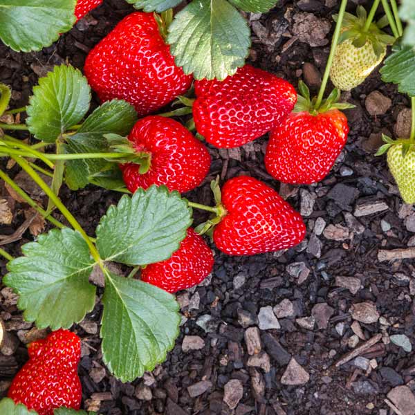 Seascape Strawberry Seeds for Planting – Everbearing, Sweet & Juicy Berries