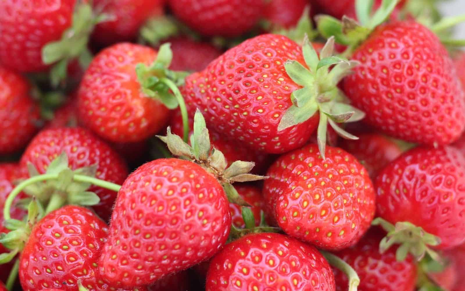 Seascape Strawberry Seeds for Planting – Everbearing, Sweet & Juicy Berries