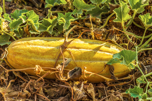 Banana Melon (Cucumis melo) – Fruit Seeds