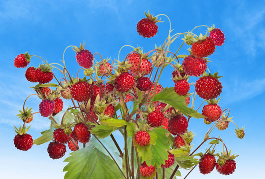 Alpine Strawberry Seeds