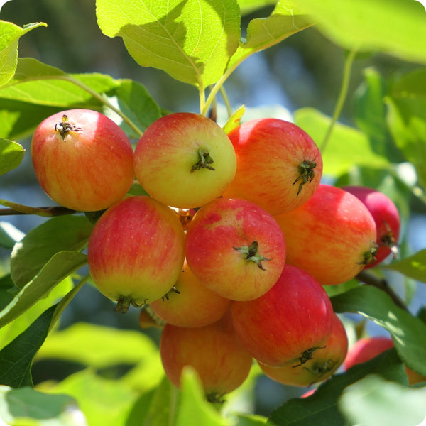 Siberian Crabapple (Malus siberica) – Apple Seeds