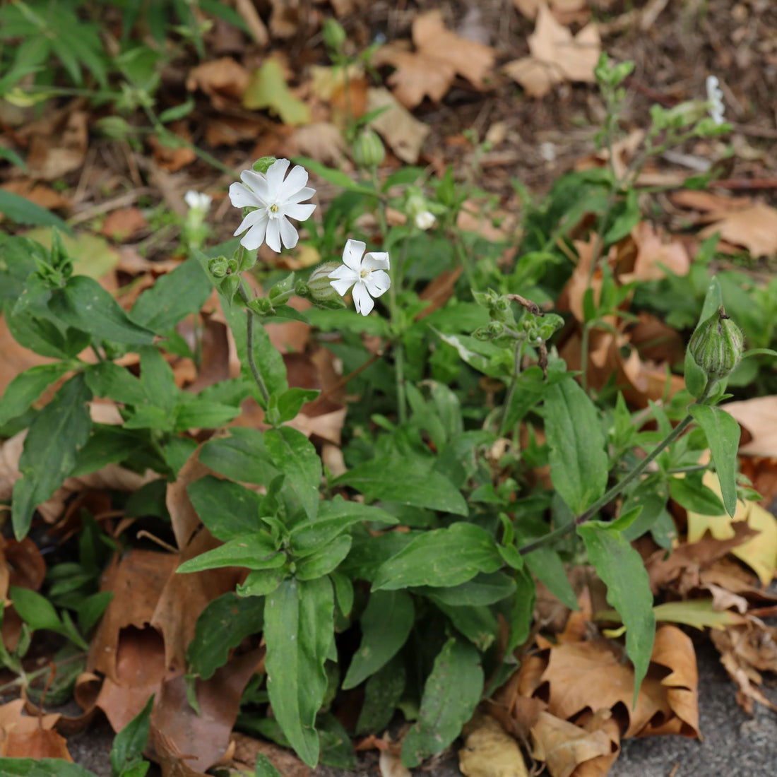 White Campion Seeds for Planting, Gardening Enthusiasts | Cultivated Excellence in Your Garden