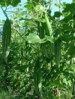 "BUAG NGU NAGA Snake Serpent Gourd Seeds for Planting - 100 pcs" - Vegetable Seeds