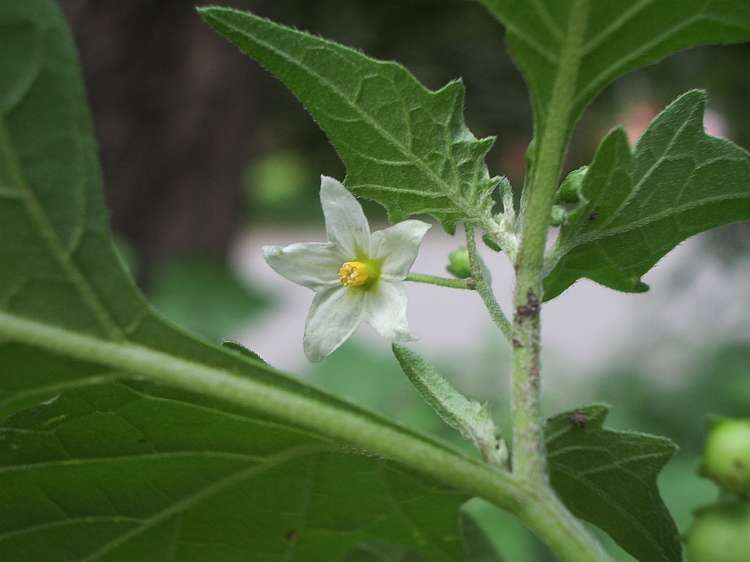 "Solanum Nigrum Berry Fruit Seeds, Planting - 100 pcs" - Fruit Seeds