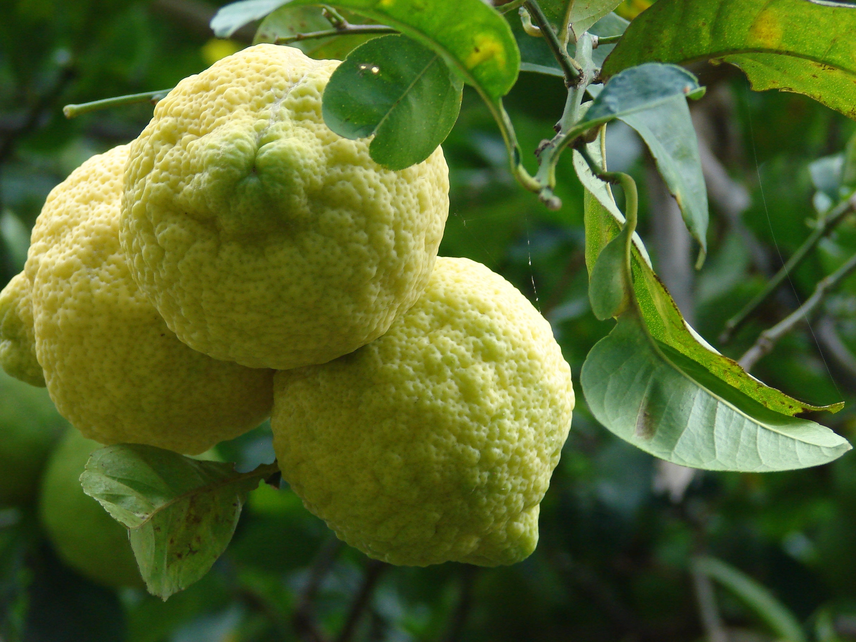 Rough Lemon Seeds for Planting – Grow Hardy Citrus Trees at Home