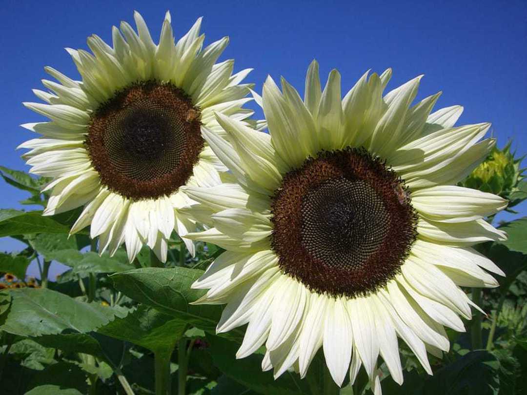 White Sunflower Seeds – Rare, Elegant Blooms for Gardens & Bouquets