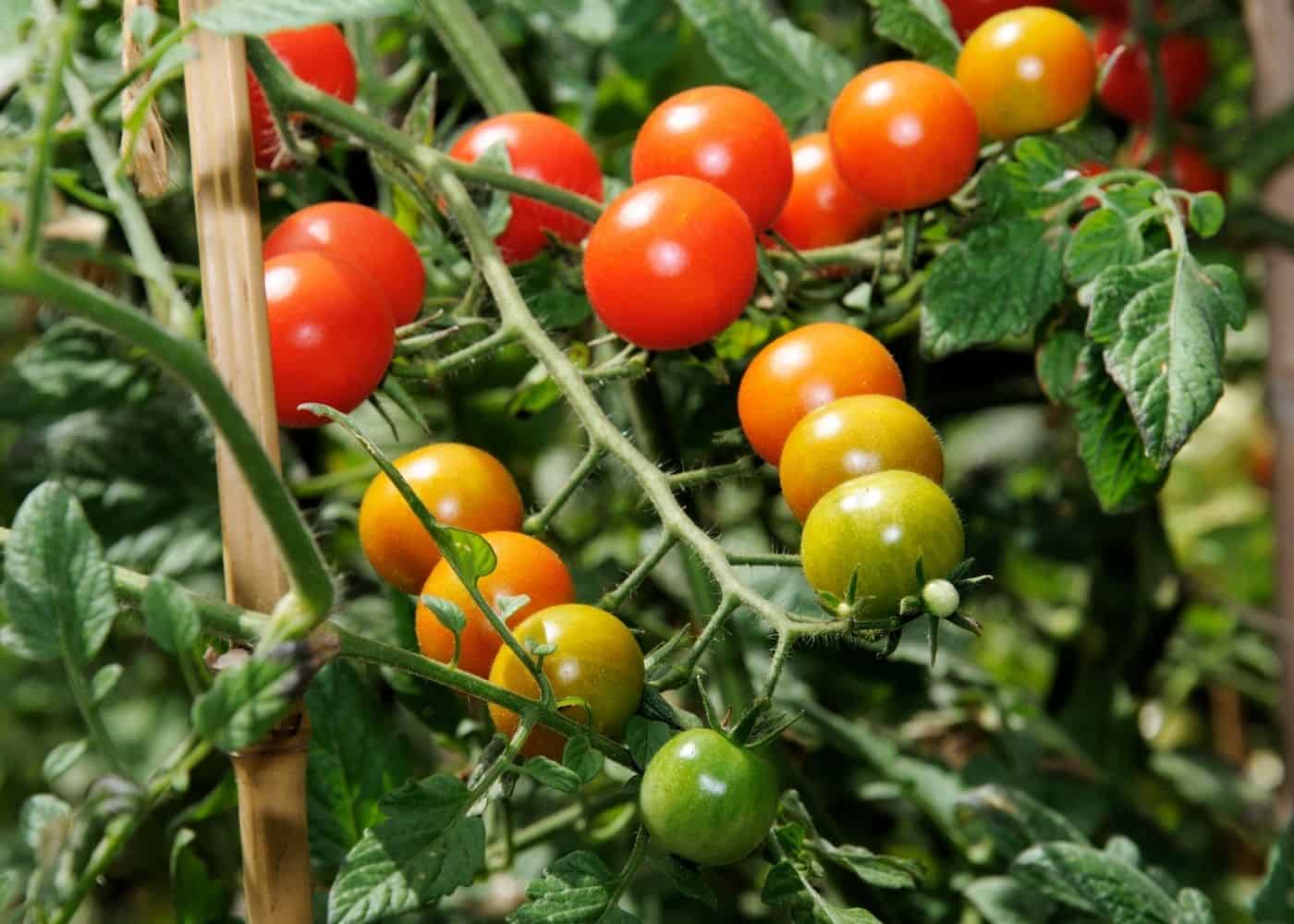 Sweet Million Tomato Seeds – High-Yield Cherry Tomatoes for Home Gardening