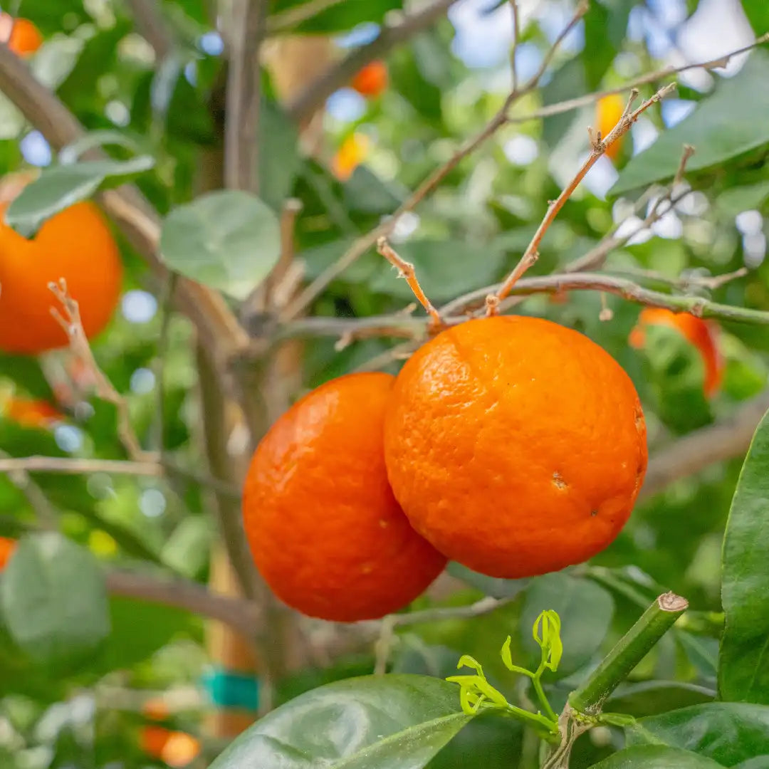 Tangelo Seeds for Planting – Grow Sweet & Juicy Orlando & Minneola Citrus Fruits