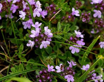 Wild Thyme Gardening Haven Flower Seeds For Planting: Cultivate Your Green Oasis with Nature's Finest Herbs