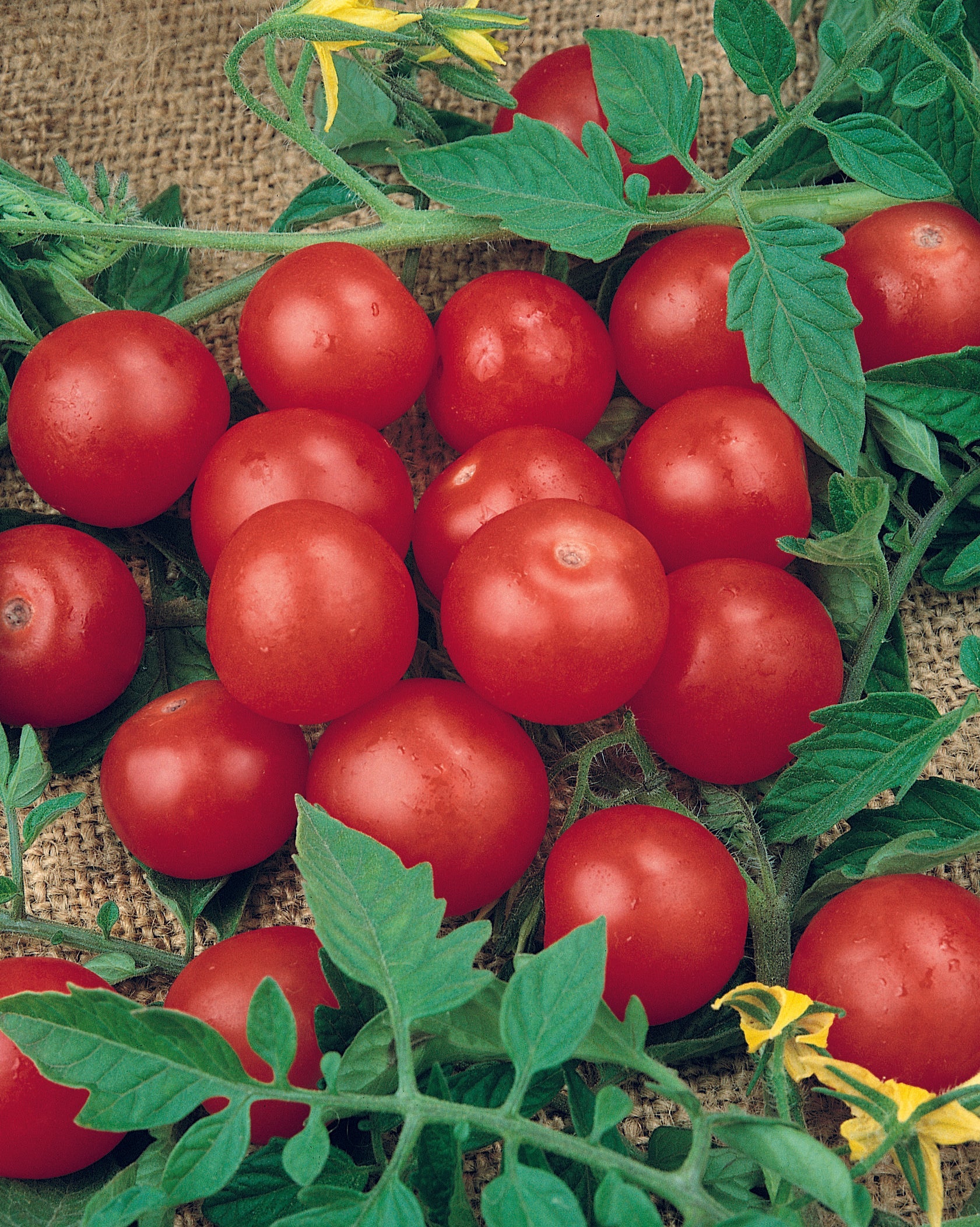 Tiny Tim Tomato Seeds – Dwarf Cherry Tomato for Containers & Gardens