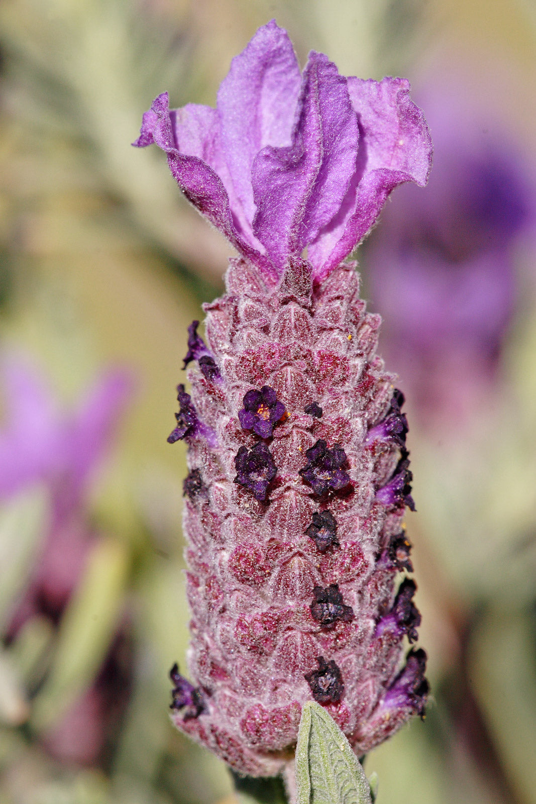 Spanish Lavender (Lavandula stoechas) Seeds – Unique Fragrant Blooms for Gardens