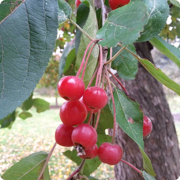 Himalayan Crabapple (Malus baccata) – Apple Seeds