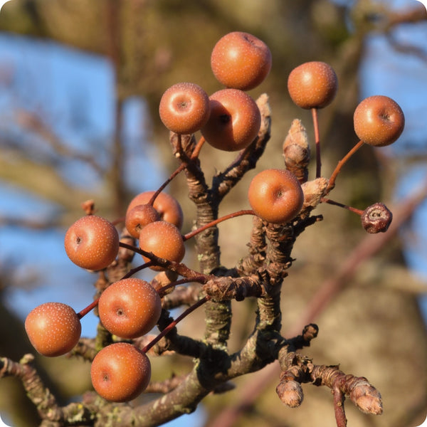 Birchleaf Pear (Pyrus betulifolia) – Seeds