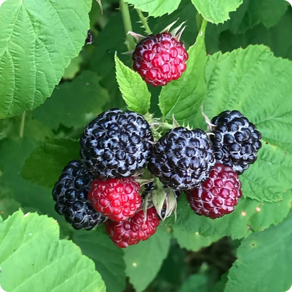 Black Raspberry (Rubus occidentalis) – Seeds