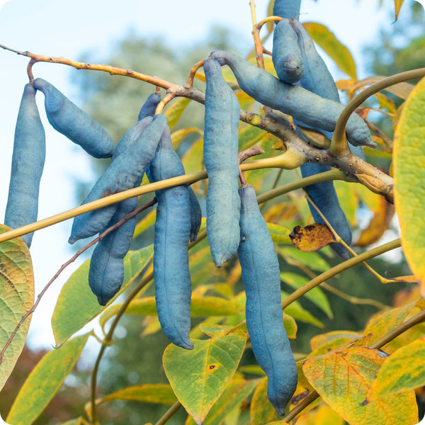 Blue Sausage Fruit (Solanum sambucifolium) – Seeds