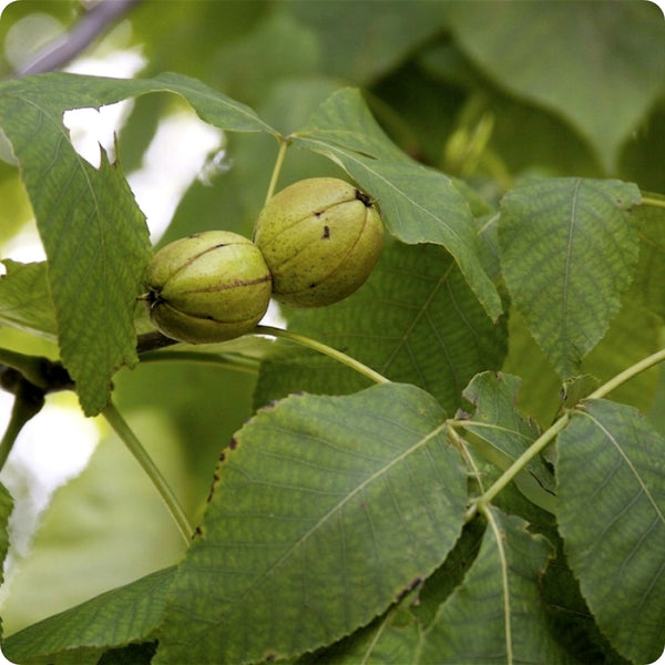 Kingnut Hickory (Carya laciniosa) – Seeds